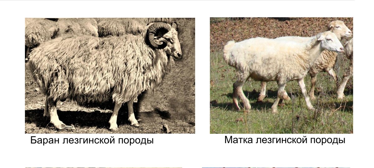 Лезгинская порода овец фото