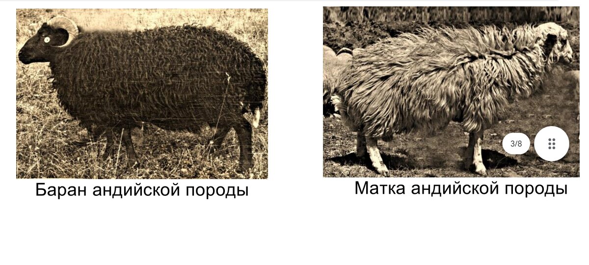 Андийская порода овец фото