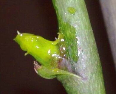 Фото интернет 