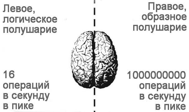 Рисунок 1. Скорости обработки информации левым и правым полушарием при развитом обаполушарном мышлении, вне зависимости от генетической принадлежности к какой-либо нации или национальности. Источник - наш сайт http://www.artificialreefs.ru/russkij-yazyk-budushchego/index.html 