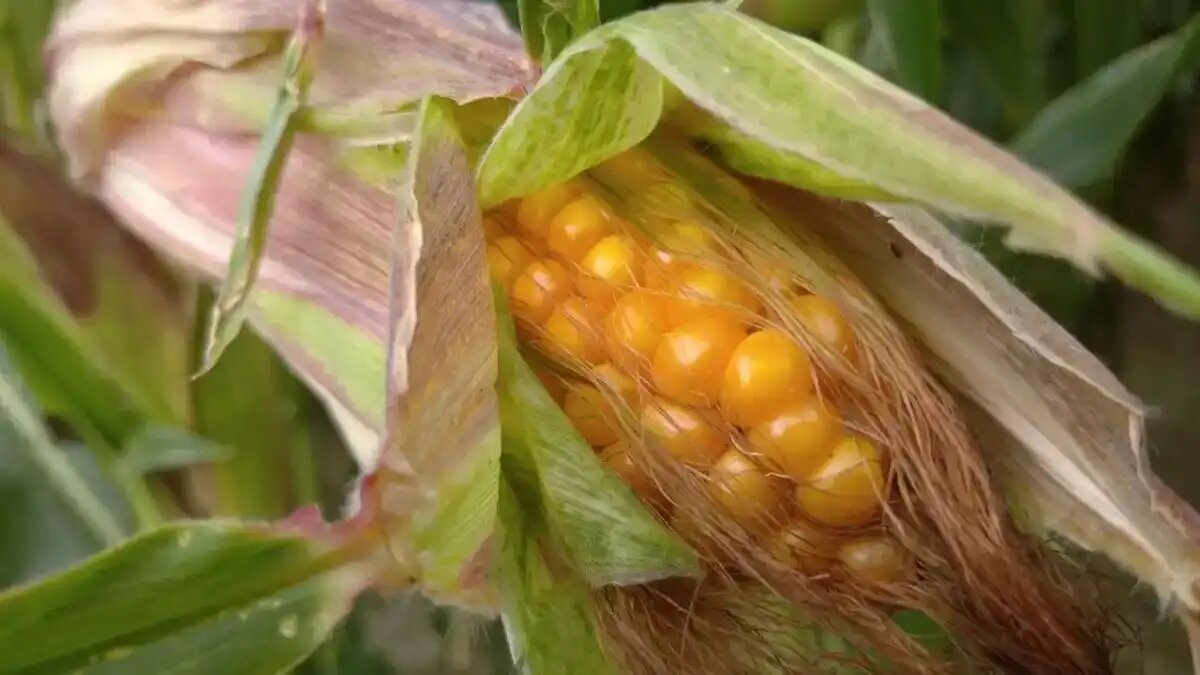 Фото:© Ольга Можейко / Glavagronom.ru Использование кремния в технологии возделывания кукурузы повышает озерненность початков