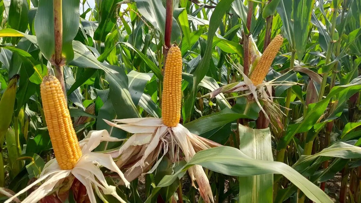 Фото:Szulc 2023 Использование кремния при возделывании кукурузы