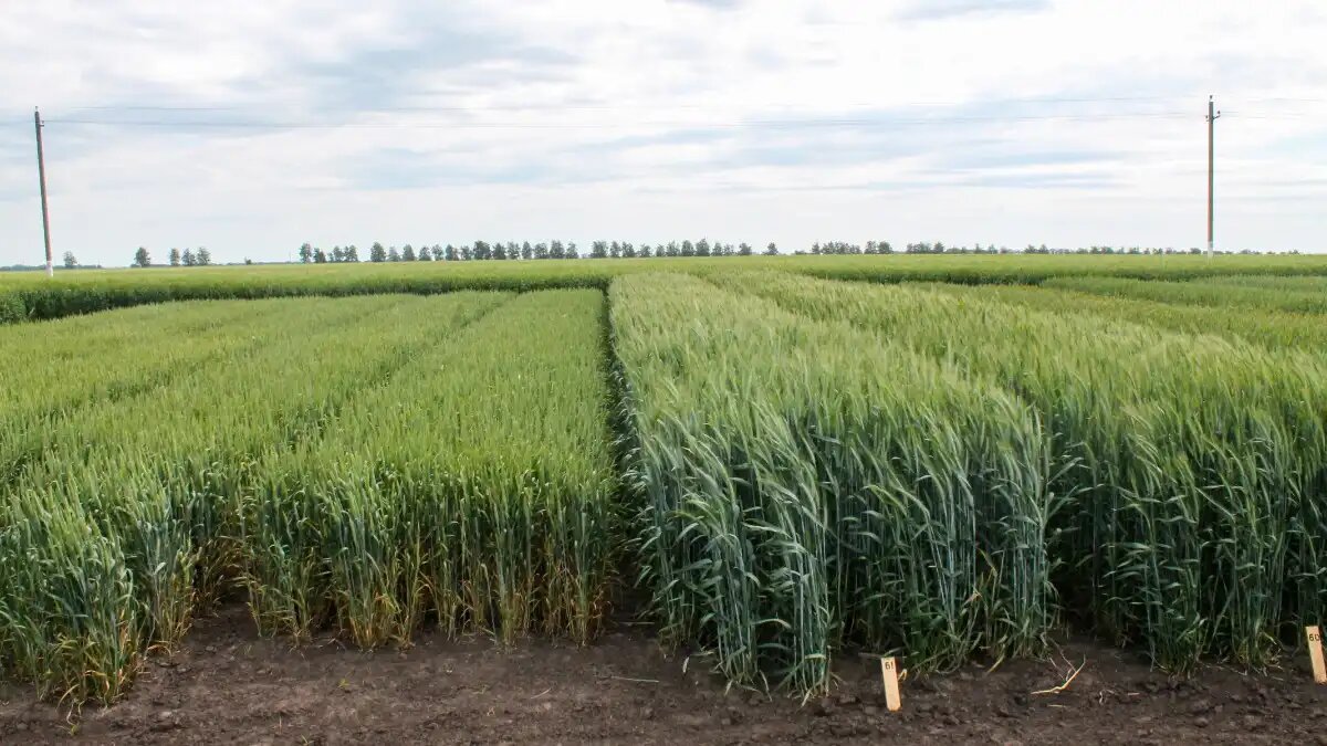 Фото: © Артём Борисов / Glavpahar.ru Селекционные посевы кукурузы в России