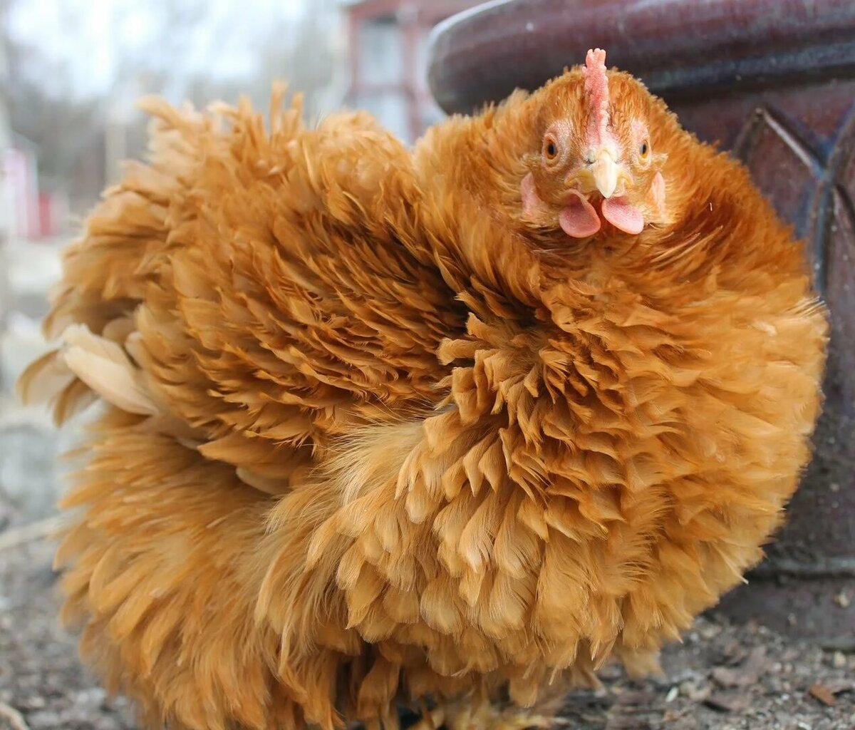 Ишики кури. Петух Орпингтон. Орпингтон кучерявый. Курица падуан. Лоррейн пушистая курица.