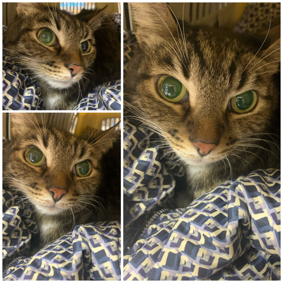 Бывшедомашний котик, отдали по семейным обстоятельствам.