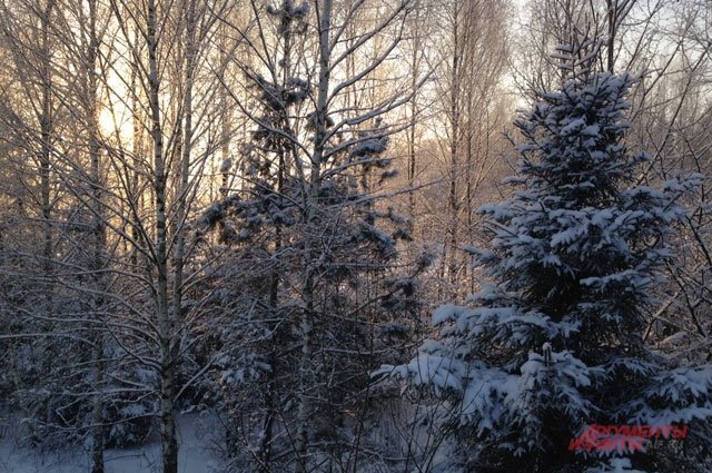    Как посадить дерево-крупномер на дачном участке?