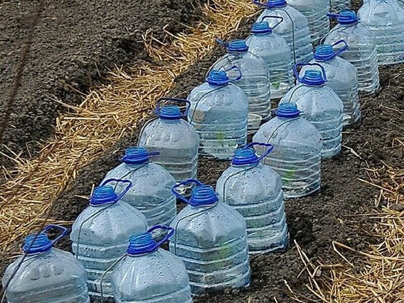 Укрытие рассады. Фото из открытого источника vk.com