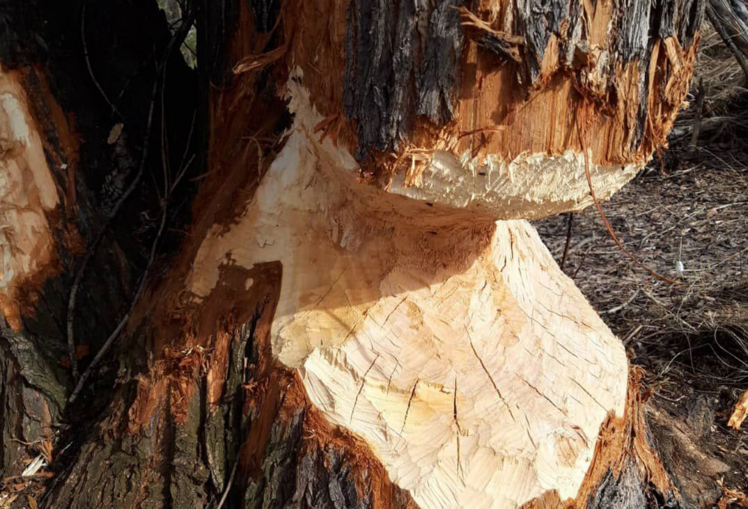 Бобры прекрасно чикают любые деревья, но вроде как хвойные не любят. По крайней мере я не встречал погрызенных сосен, елей и пихт.