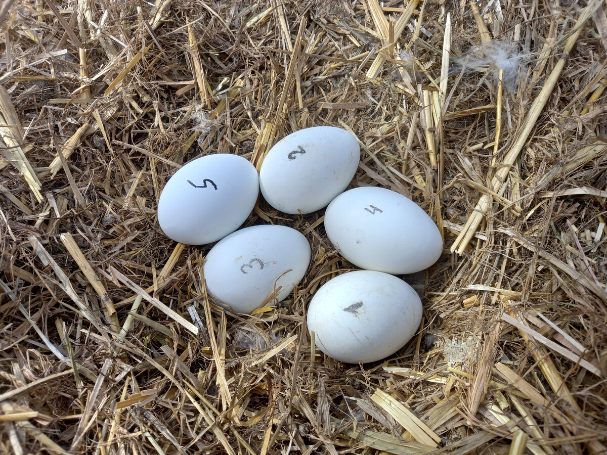 Кладка 2023 года - единственная, в которой мы знаем пол всех отложенных яиц, без пропусков