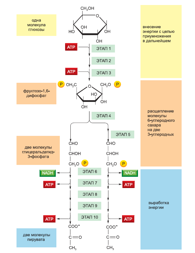 Бескислородный этап. Гликолиз 