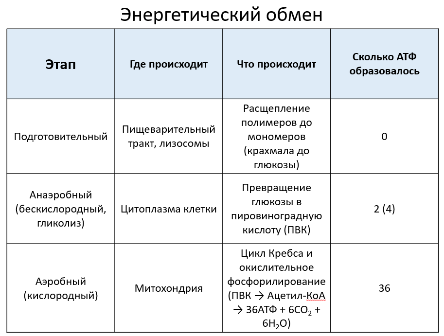 Энергетический обмен биология 8 класс кратко