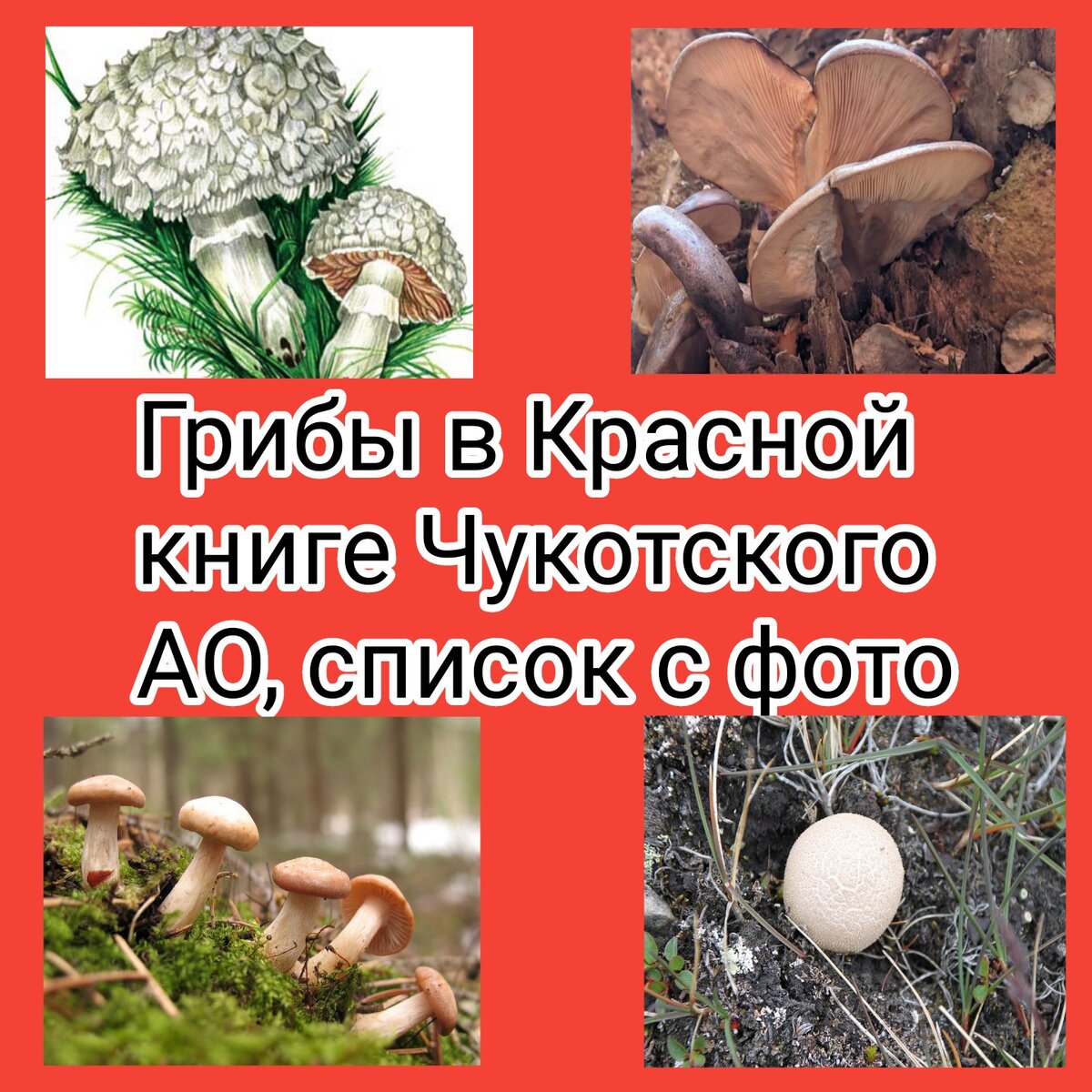 Грибы съедобные и несъедобные фото с названиями - Съедобные грибы ленинградской 