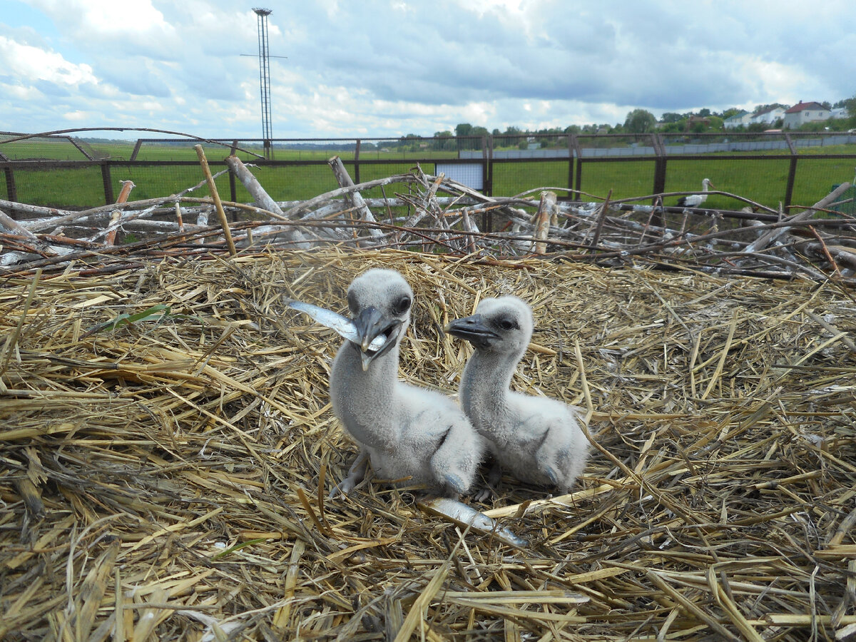 Недельные аистята уже легко глотают кильку целиком, до трех рыбок за одно кормление