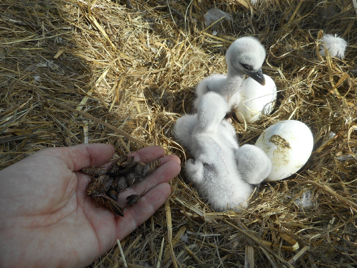 Стартовый корм - мраморные тараканы