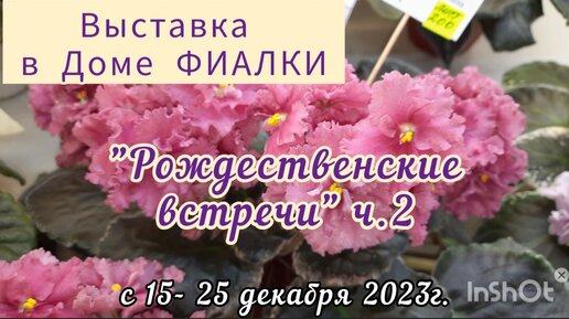 Часть 2 Выставка с 15 по 25 декабря 2023г в Доме ФИАЛКИ 