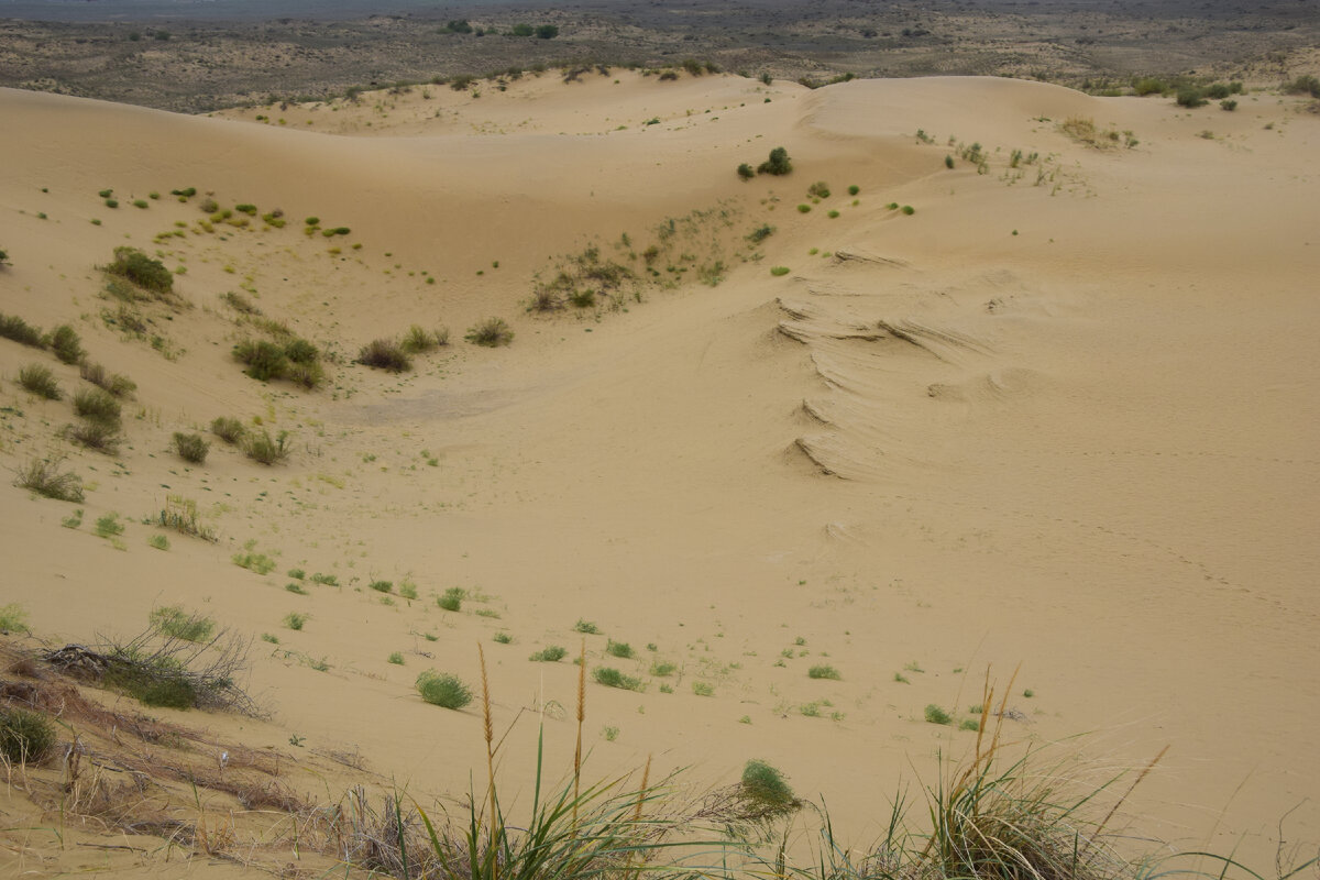 Песчаная дюна сарыкум. Песчаный бархан сарыкум в дагестане. Бархан сарыкум в дагестане. Песчаная гора сарыкум. Пустыня в дагестане сарыкум.