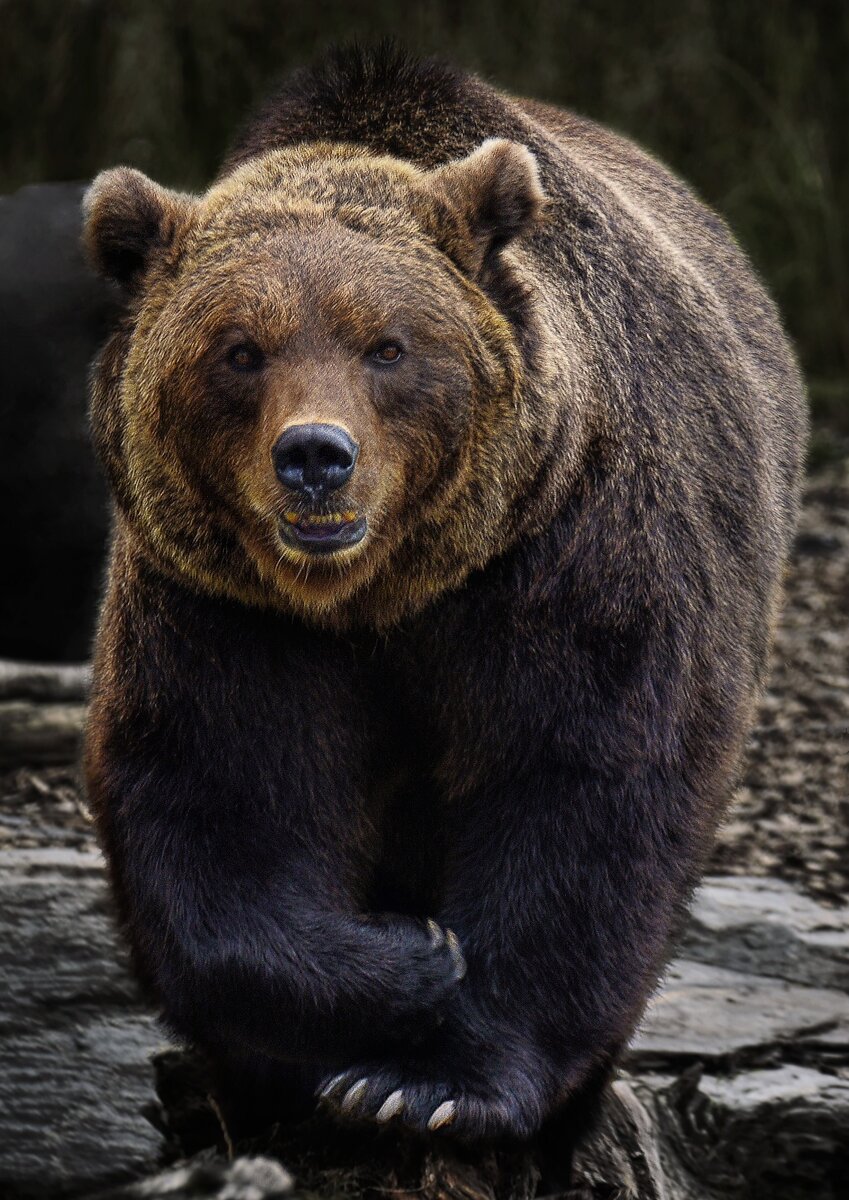 Гризли: крупнейшие бурые медведи Северной Америки | Nashi: энциклопедия  животных | Дзен
