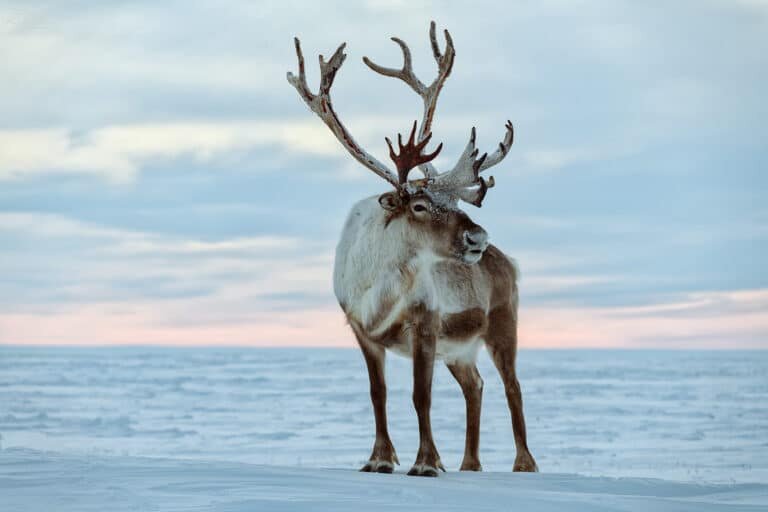    Северный олень (Rangifer tarandus) / © photogeographic.ru