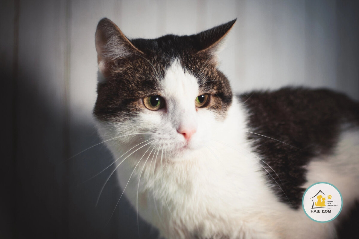 Фото: Приют для животных Наш Дом г. Челябинск/ВК