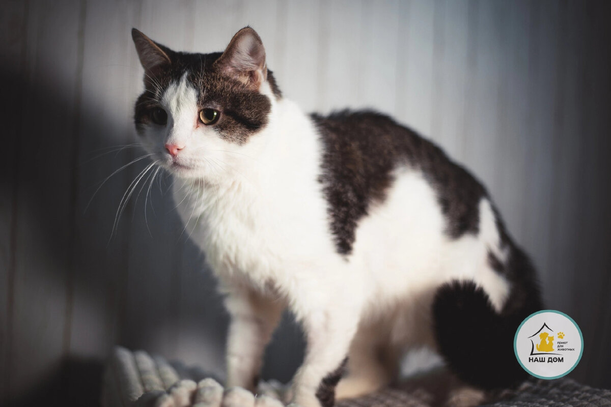 Фото: Приют для животных Наш Дом г. Челябинск/ВК