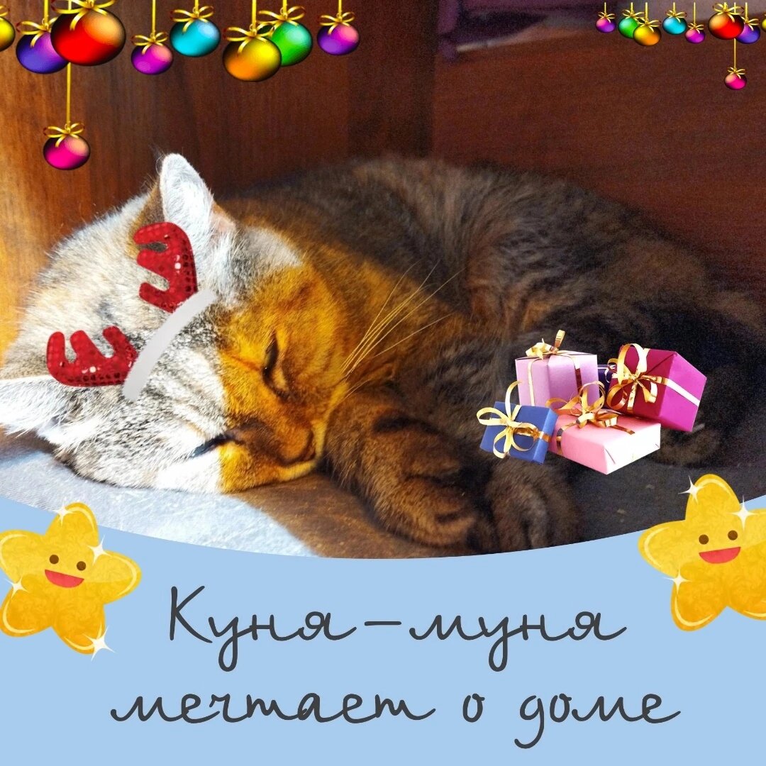 Кошка Куня-Муня мечтает о доме🐾😍🐈 | Приют для кошек 