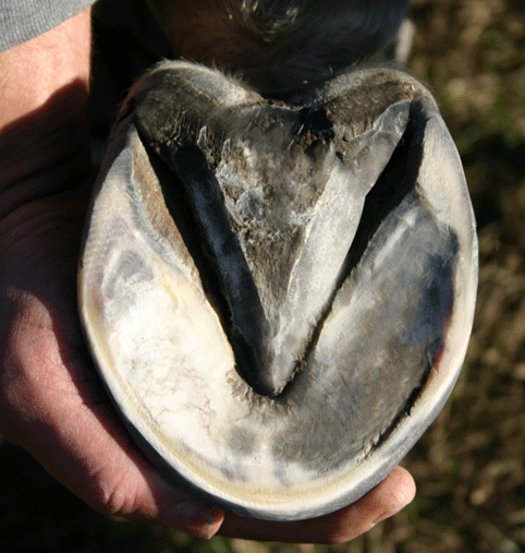 Здоровая стрелка.