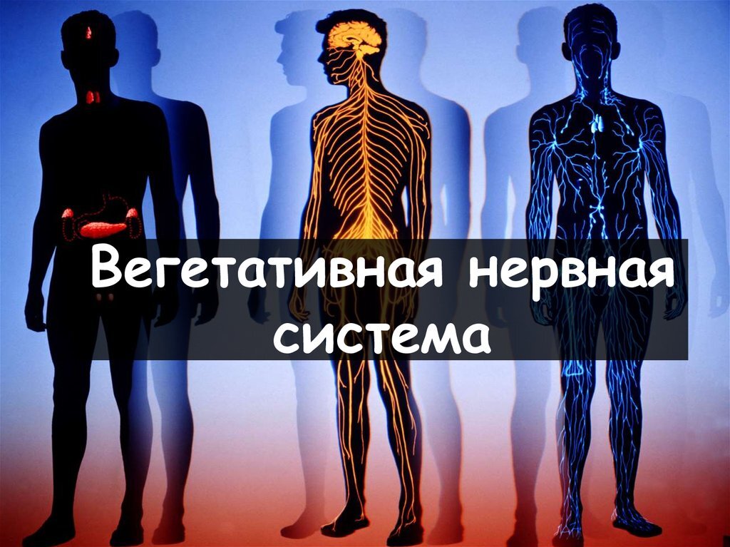 Да да, многие о ней слышали, но, зачастую, вегетативная нервная система остаётся "тёмным" пятном. Изображения взято в яндекс картинках.