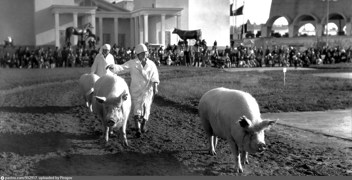 С противоположного фасада павильона установили скульптуры животных (лошади с жеребёнком, быка). Также тут находился Выводной круг. Там проводили соревнования и показательные выступления животных, 1939. Фото Б. Игнатовича, с сайта www.pastvu.com.