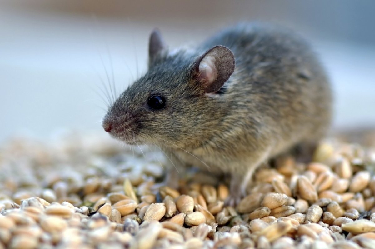    Зимой мыши стали появляться в квартирах.