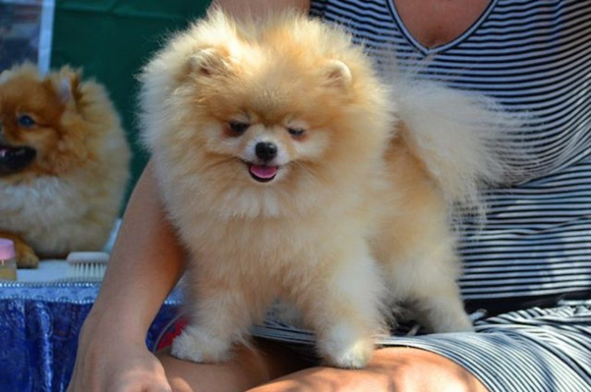    Жительница Твери стала жертвой мошенников при покупке щенка