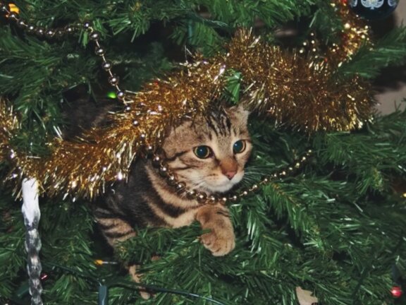 Кот съел дождик с ёлки. 4 варианта последствий этого | Кошка.ru | Дзен