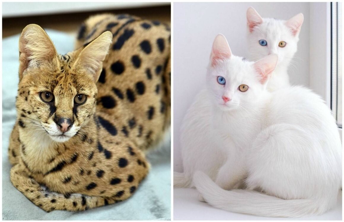 Самые редкие породы кошек в мире