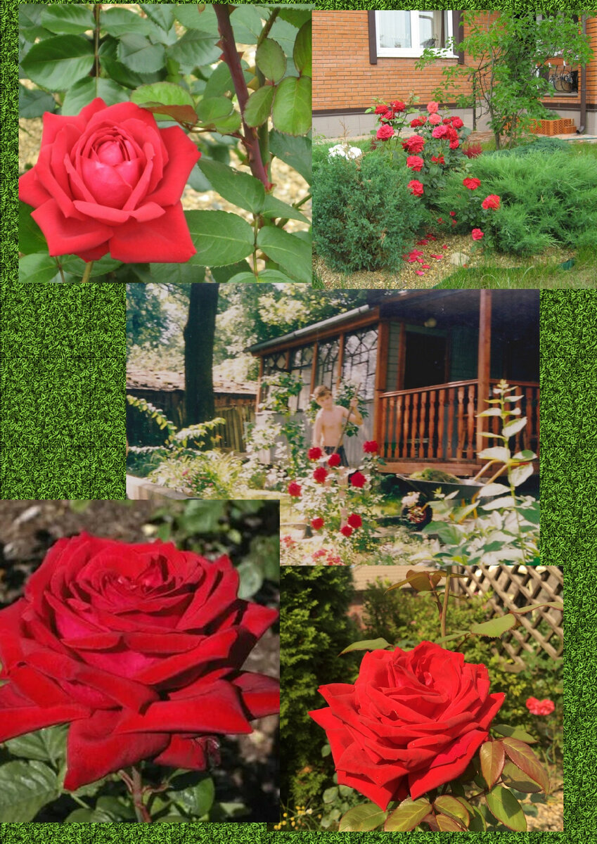 Роза "Бургунд 81"