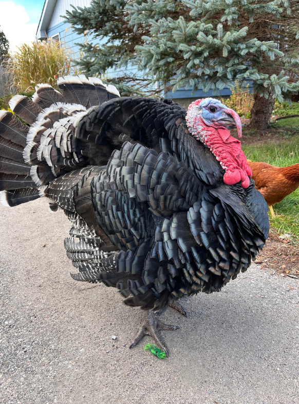 Красивая индейка, демонстрирующая свое оперение