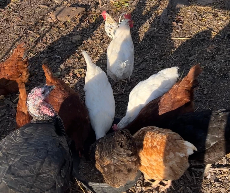 Куры и индюки, живущие вместе