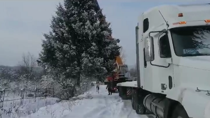 ЧУЖИМ ДЕРЕВОМ УКРАСИЛИ ЦЕНТРАЛЬНУЮ ПЛОЩАДЬ ГОРОДА. СКРИНШОТ ВИДЕО АДМИНИСТРАЦИИ МИНЬЯРА 