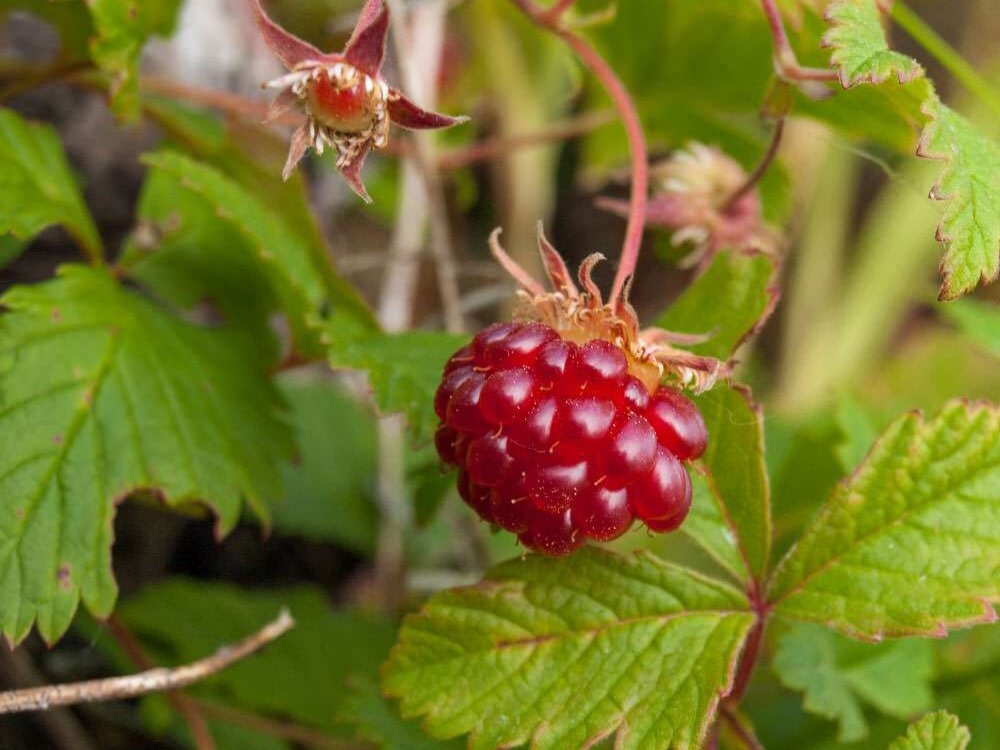 Княженика. Фото: venditapiccolifrutti.it