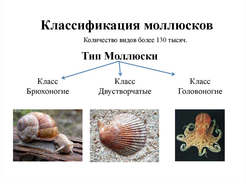 Класс брюхоногие моллюски презентация 7 класс