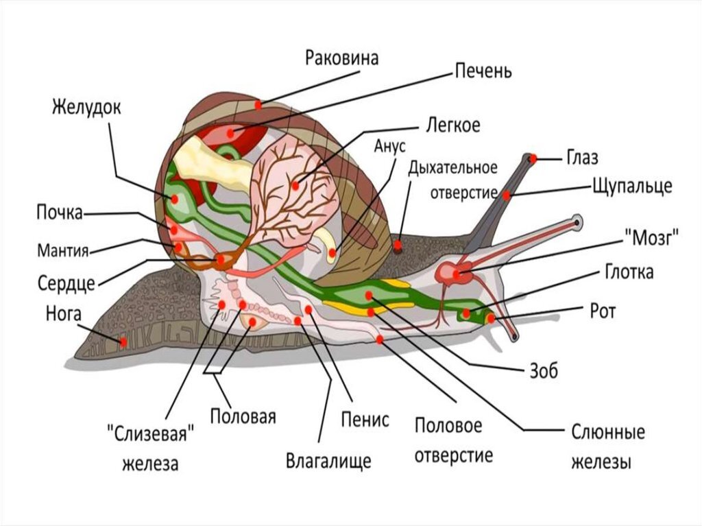 Тип моллюски схема