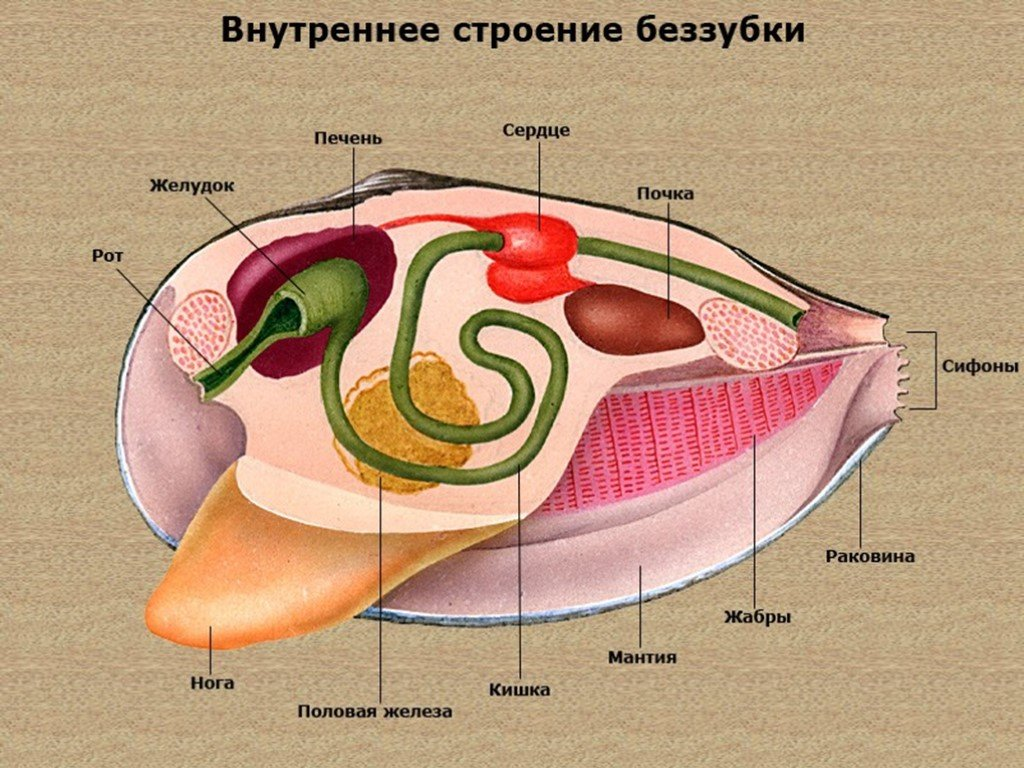 Тип моллюски схема