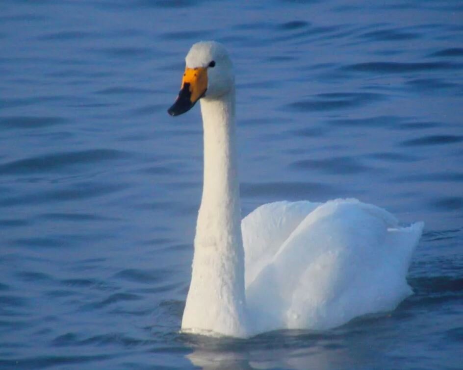 https://sibirds.ru/v2photo.php?l=ru&s=052400099&n=1&t=44&saut=all&sor=desc&sortby=1&p=4&si=sib