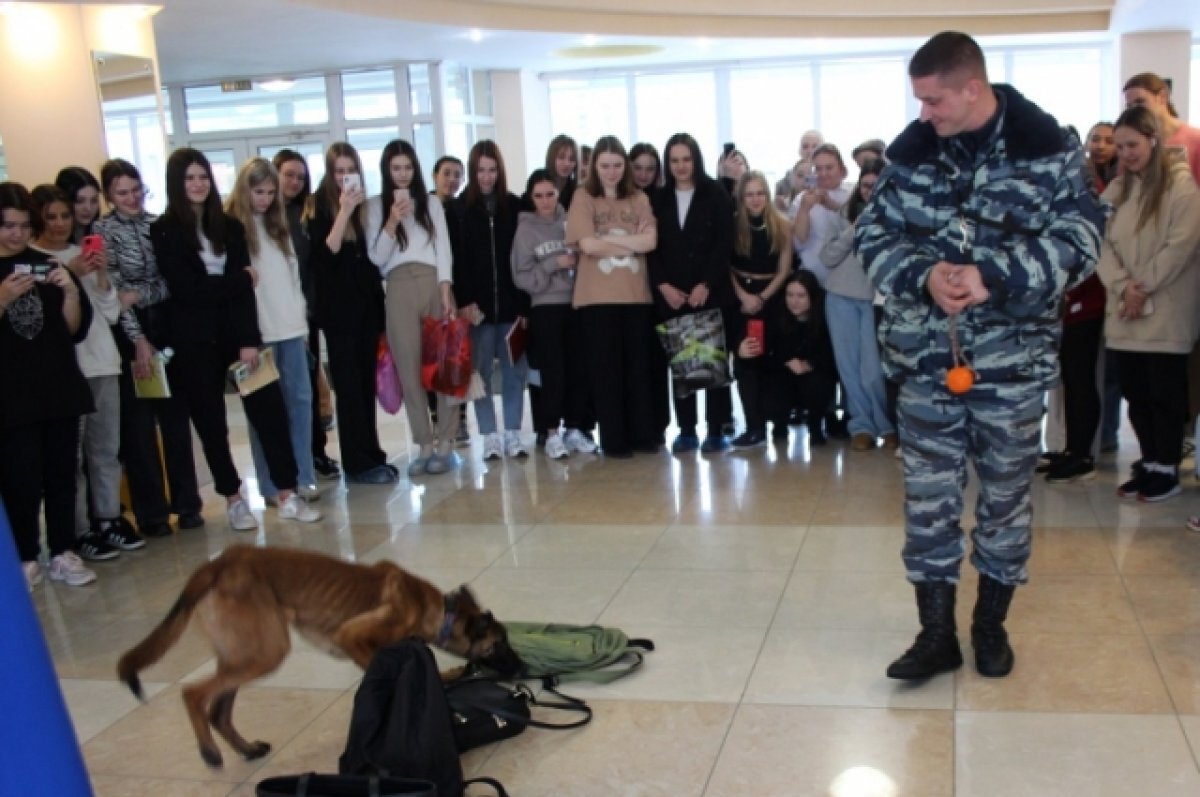    Полицейская собака искала закладку с наркотиками в колледже на Камчатке