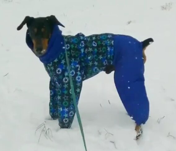 Мой пёс одет 😜