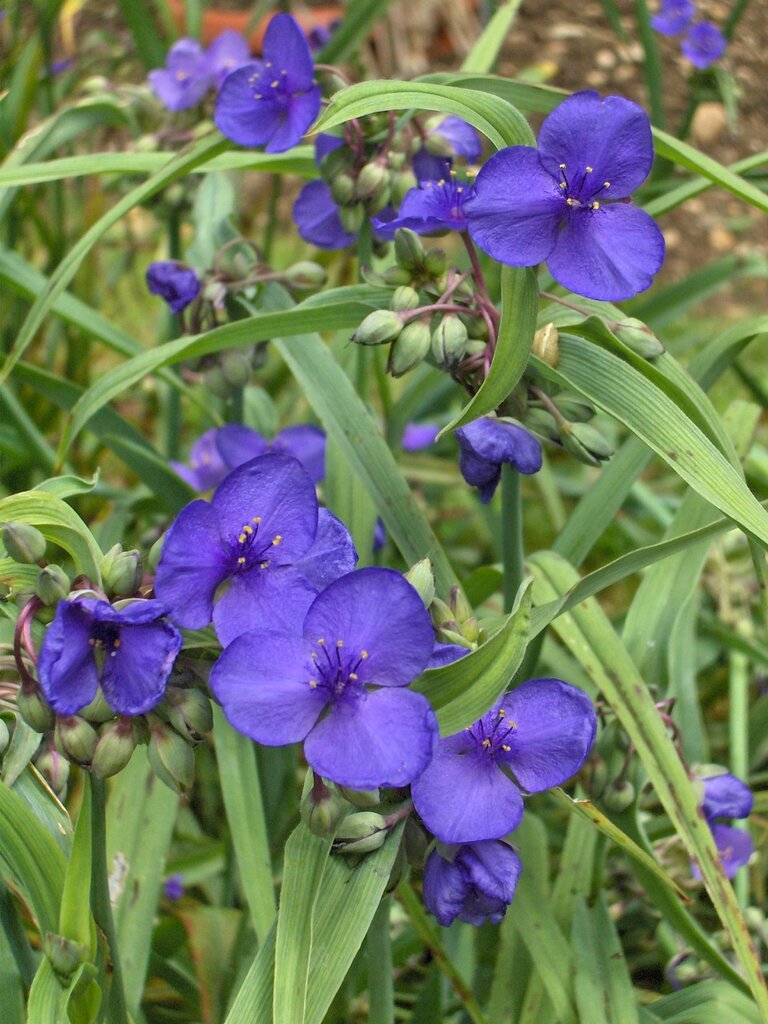 Традесканция Андерсона. Фото: plants.ces.ncsu.edu