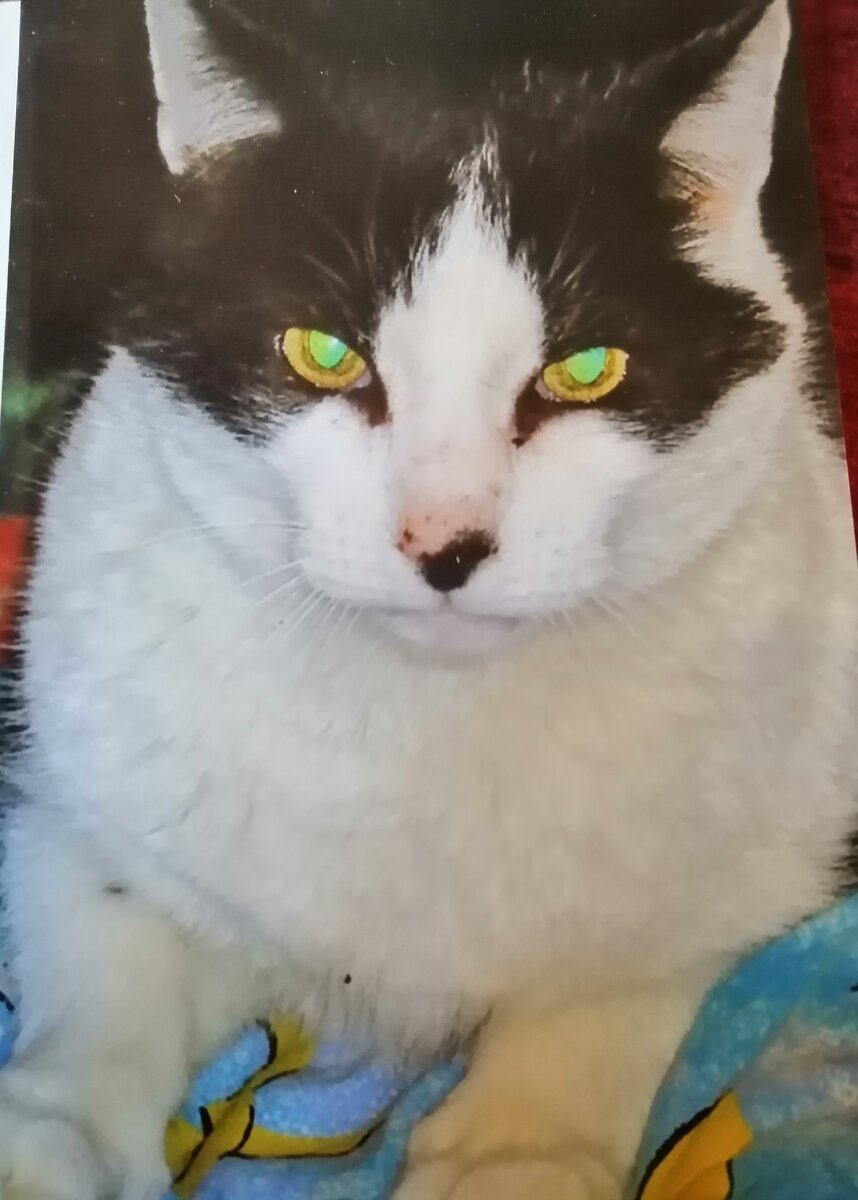 Фото из личного архива.Кот Урчин.