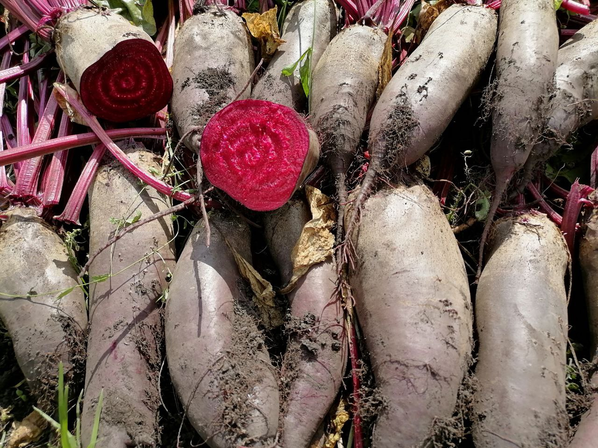 Одноростковая свекла Мона, фото автора