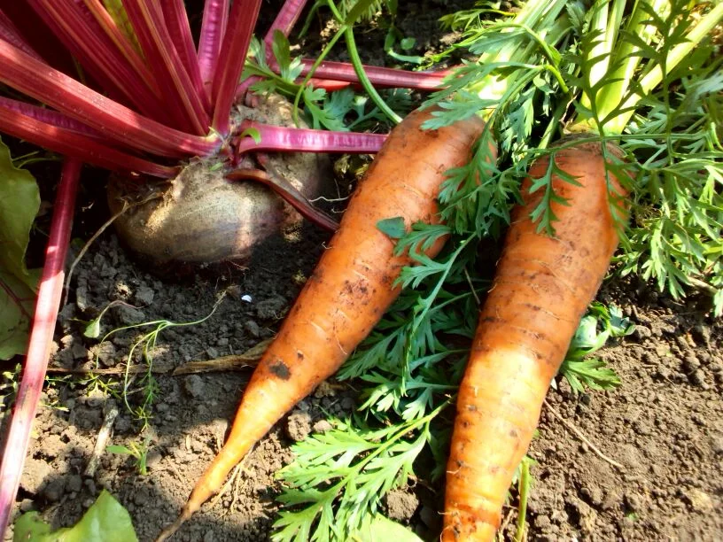 Свекла Красный лед и морковь Император в августе, фото автора