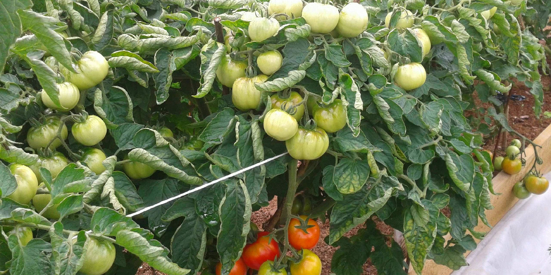 Старый советский сорт томатов, который даже самосевом прорастает, а потом обильно плодоносит. Рассказываю о чудо-сорте