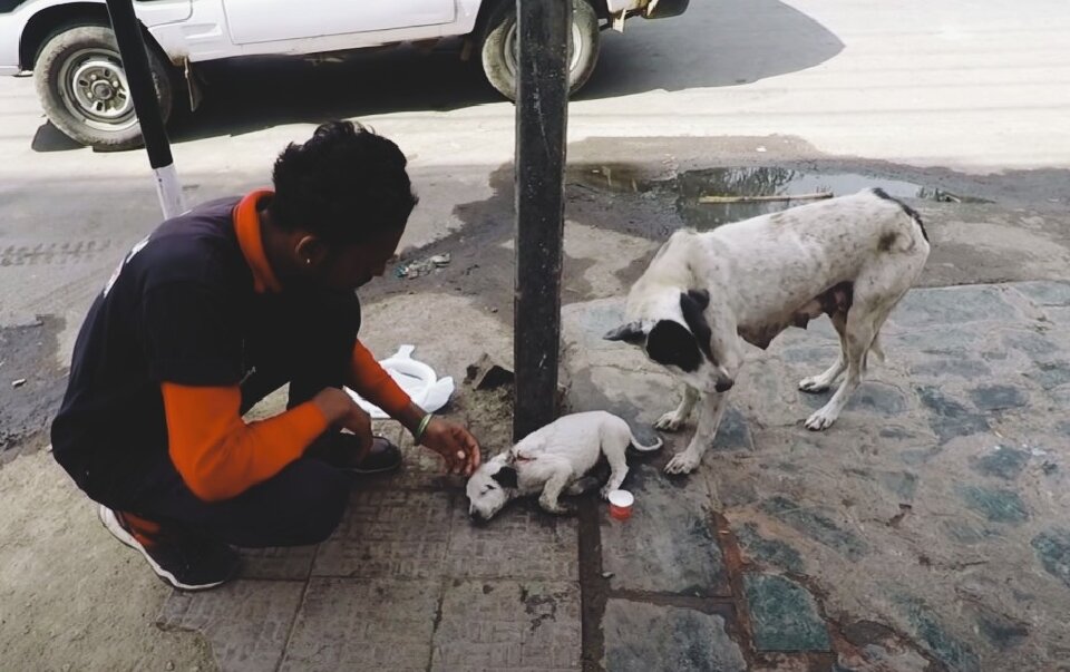 Щенок был в тяжёлом состоянии