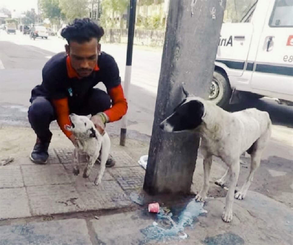 Щенкам сложнее выживать, чем взрослым собакам